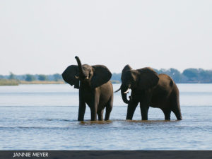 Elephants at a waterhole in Africa